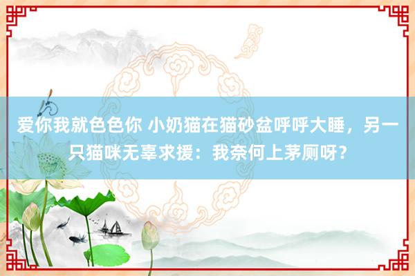 爱你我就色色你 小奶猫在猫砂盆呼呼大睡，另一只猫咪无辜求援：我奈何上茅厕呀？