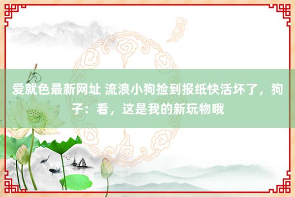 爱就色最新网址 流浪小狗捡到报纸快活坏了，狗子：看，这是我的新玩物哦